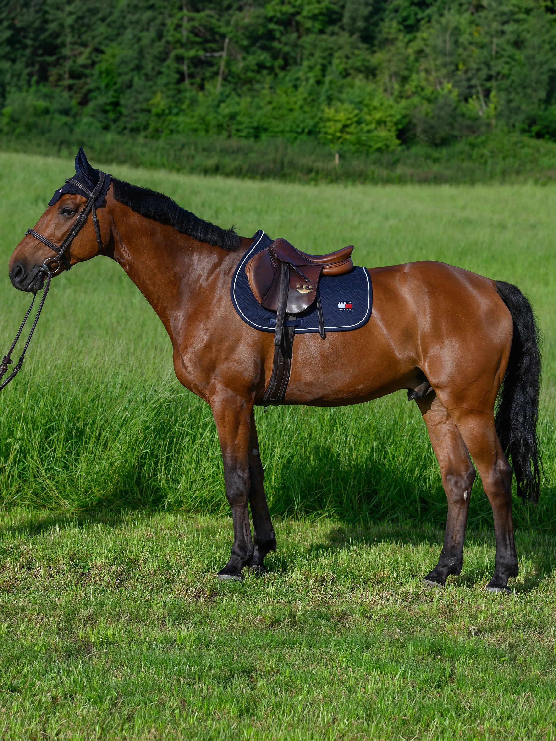 Tapis Harvard Desert Sky - Tommy Hilfiger