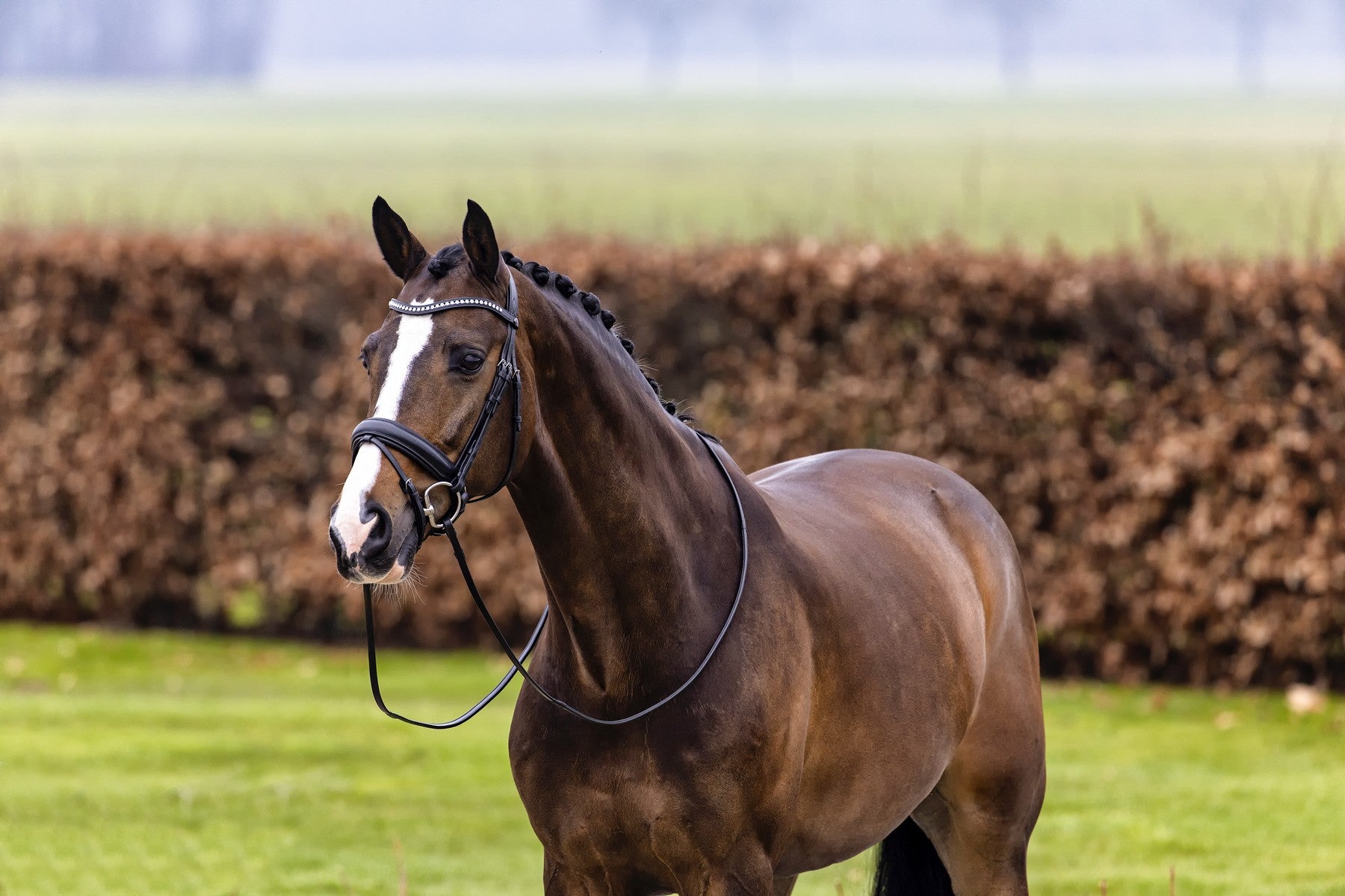 Bridon Verden,  noir - Trust Equestrian