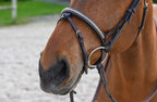 Bridon Clincher Noisette doublé noir, Collection one - Jump'in