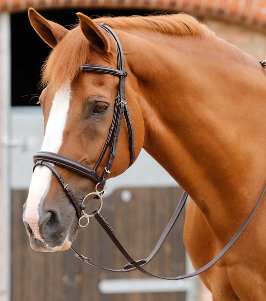 Bridon Delizioso - Premier equine