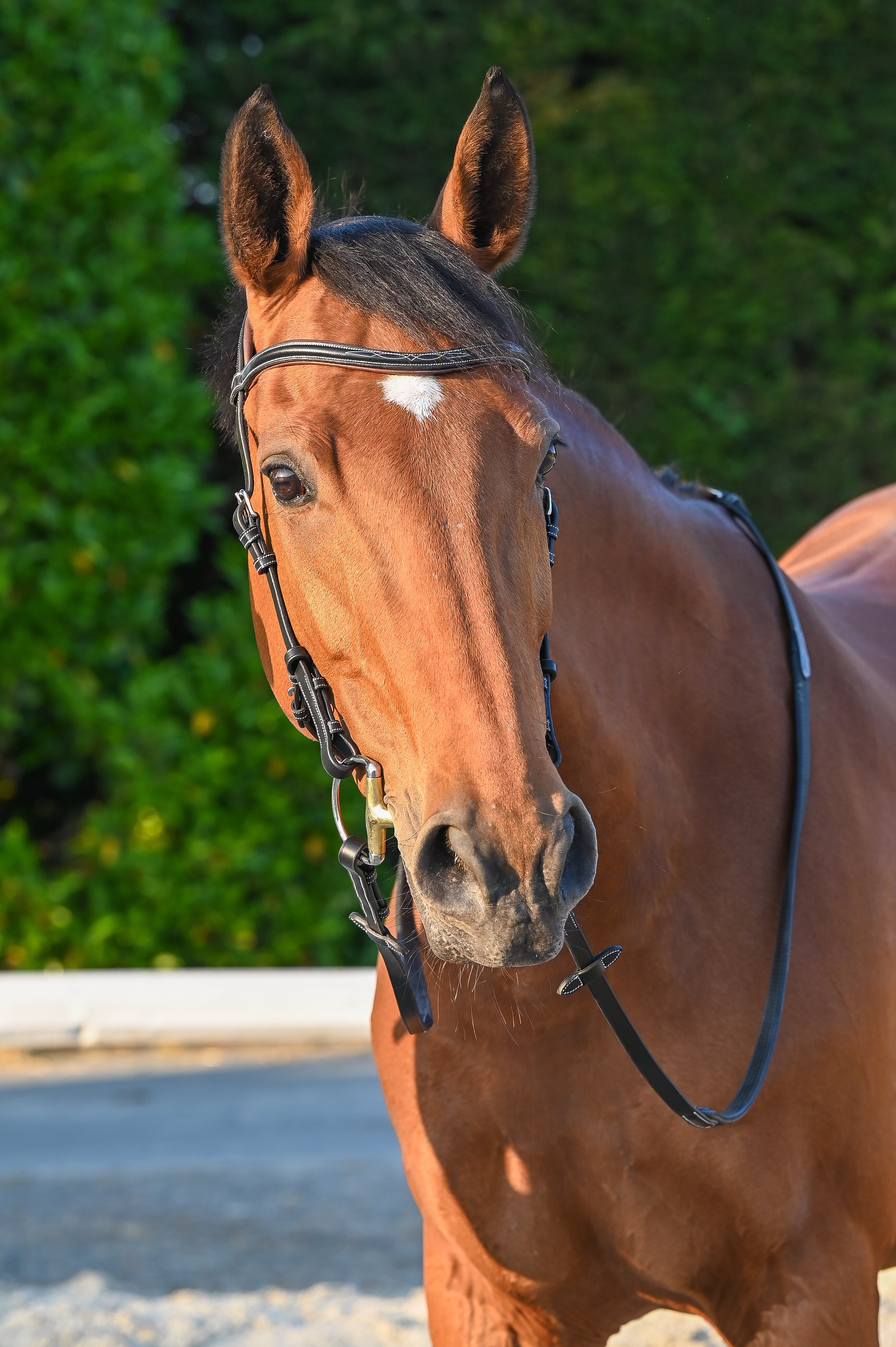 Brüsseler Zaum, Collection One -Jump'In