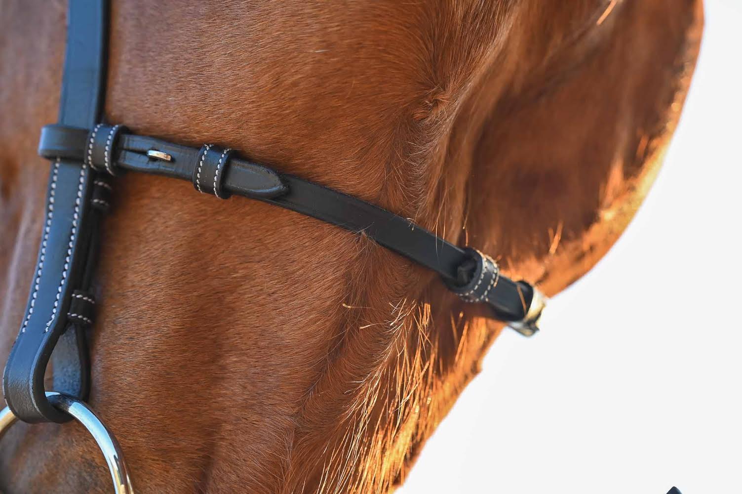 Brüsseler Zaum, Collection One -Jump'In