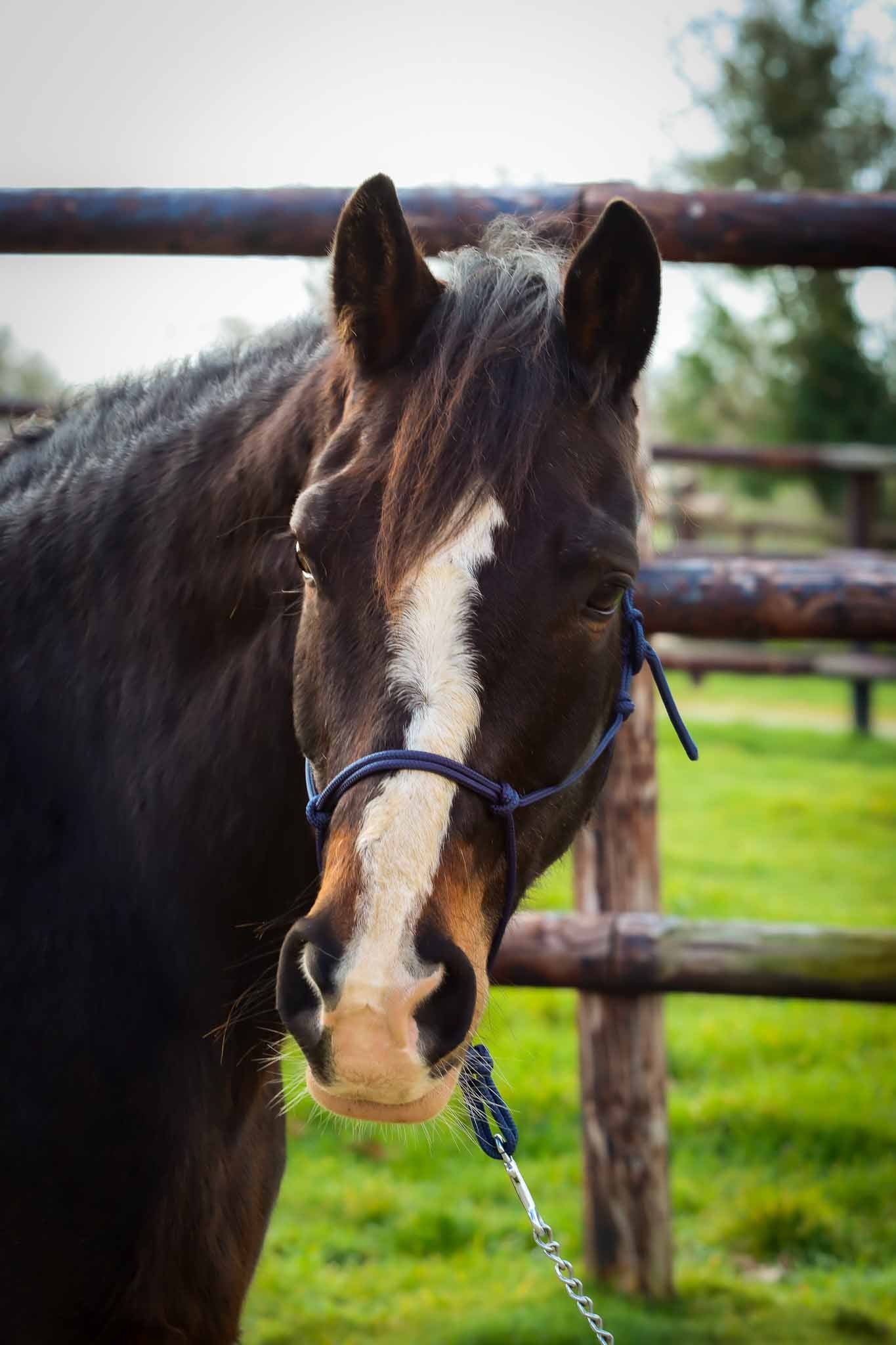 Licol Ethologique, Bleu marine - Brockamp