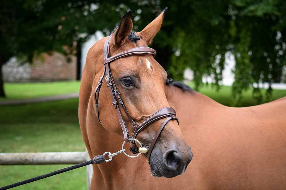 Brüsseler Zaum, Collection One -Jump'In