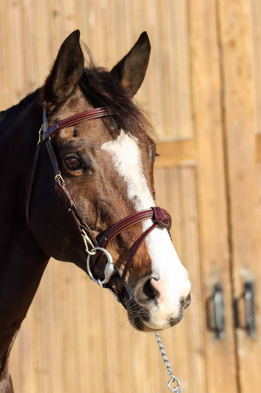 Bridle Easy, Brown - Cavaletti