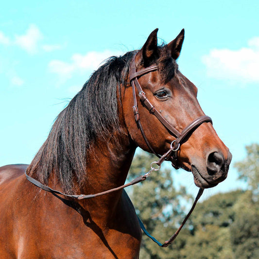 Gebissloses Zaumzeug El Camin - GER Freedom Riding Articles