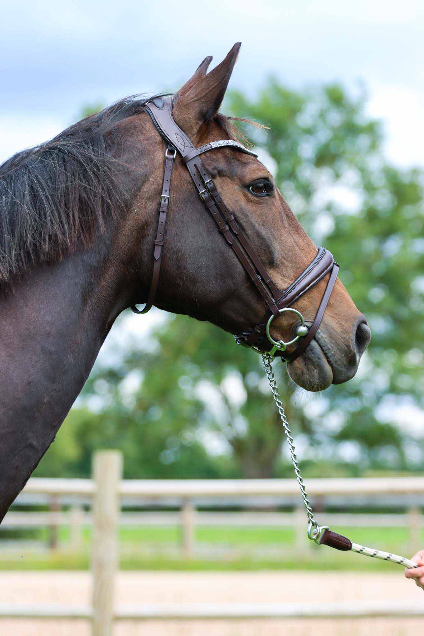 Bridon Hopper - TDET