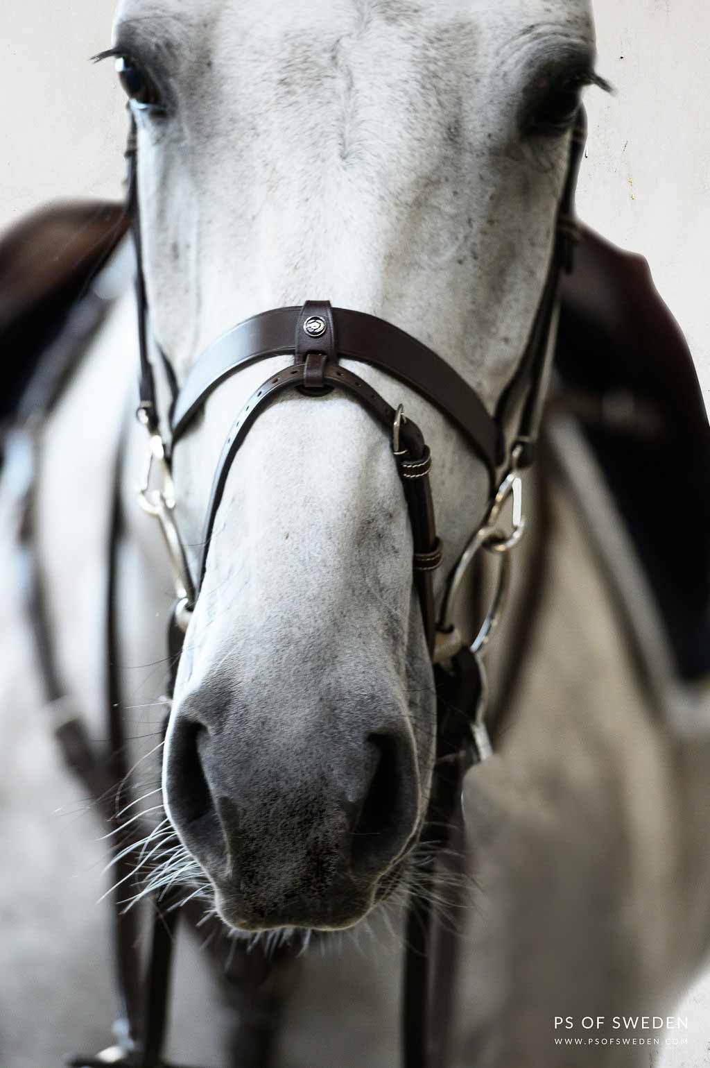 Bridle London - PS von Schweden