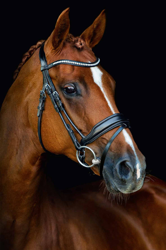 Bridle Malibu - Schockemöhle Sports