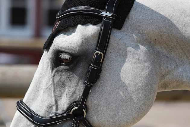 Bridon New York , Collection One - Jump'In