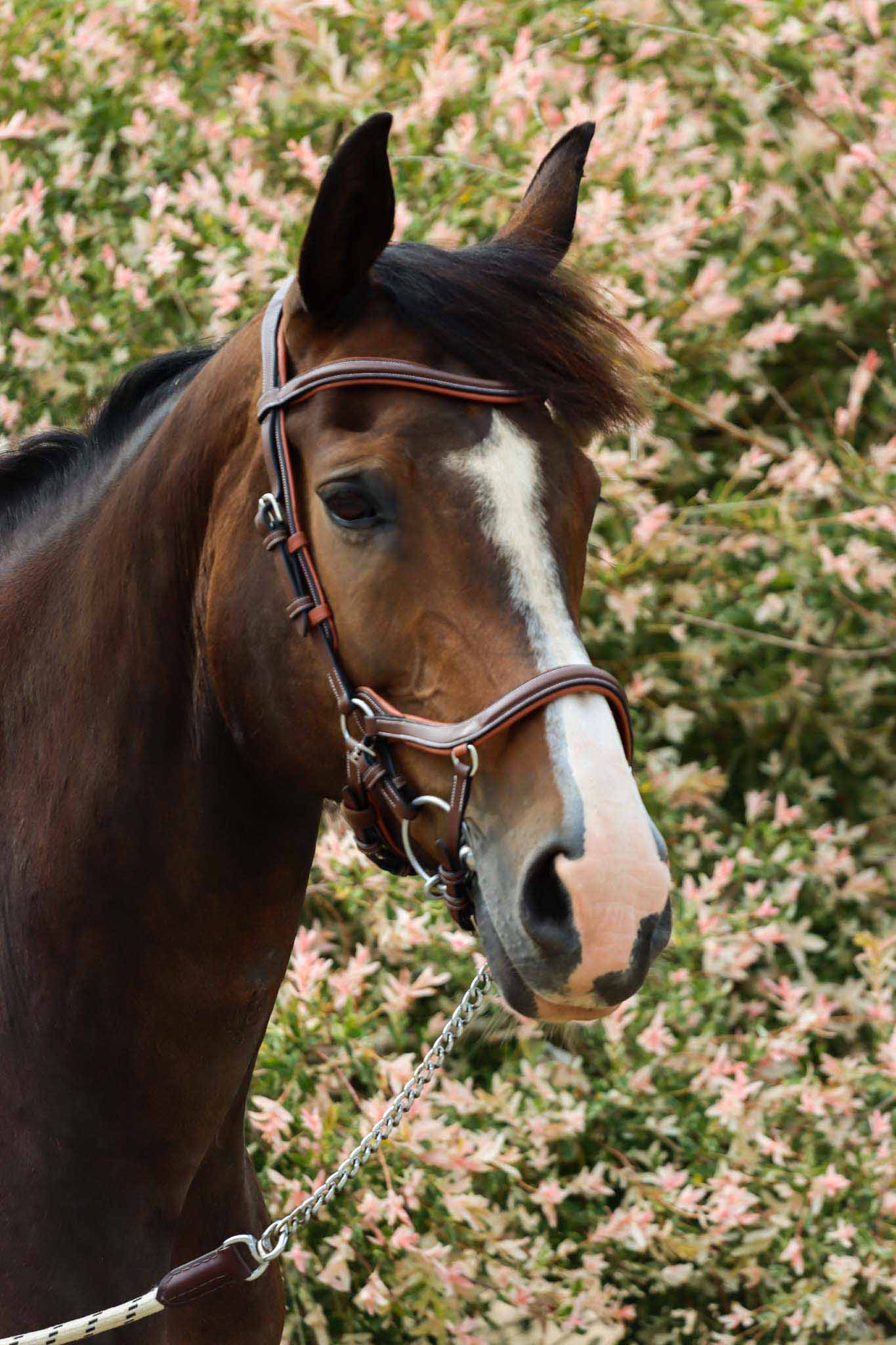 Bridon New York , Collection One - Jump'In