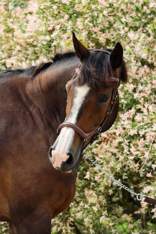 Bridon New York , Collection One - Jump'In