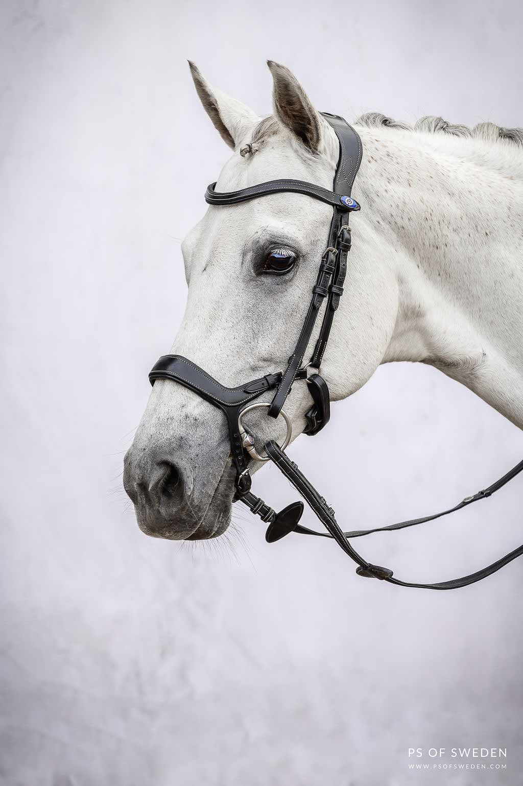 Bridle Pioneer - PS of Sweden