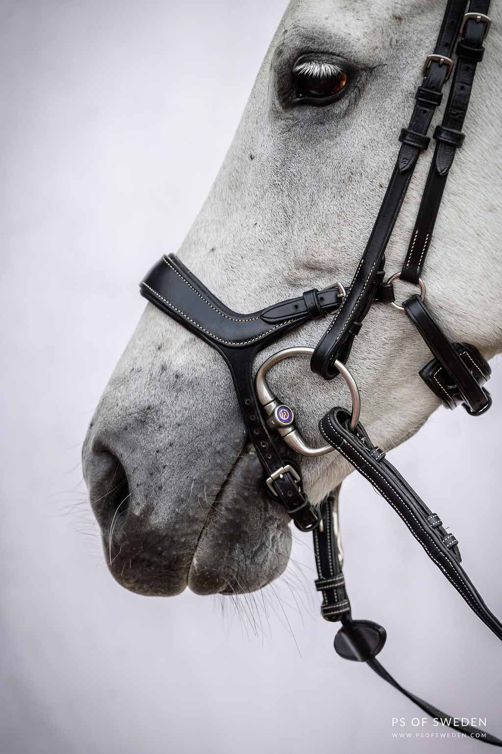 Bridle Pioneer - PS of Sweden