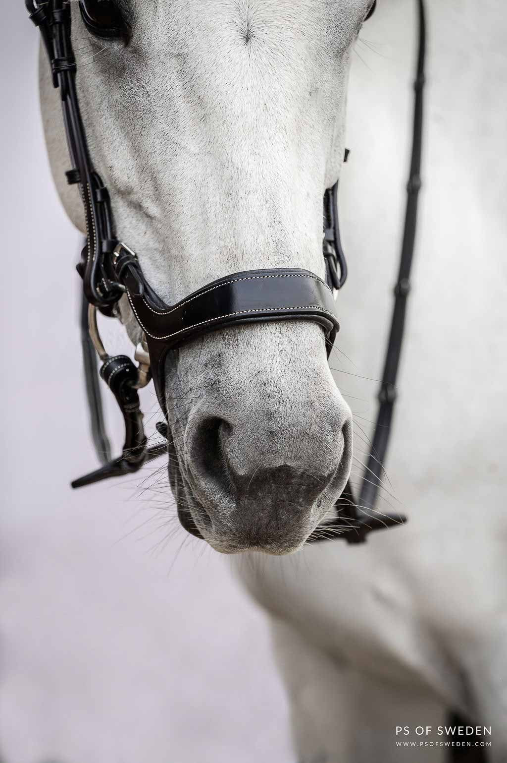 Bridle Pioneer - PS of Sweden