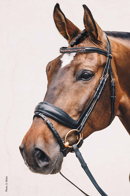 Bridle Stanford S - Schockemöhle Sports