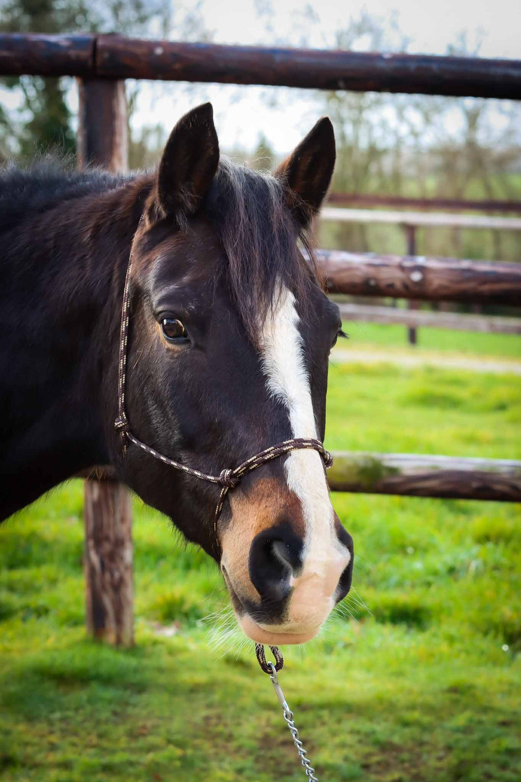 Licol Ethologique, Brun/Beige - Brockamp