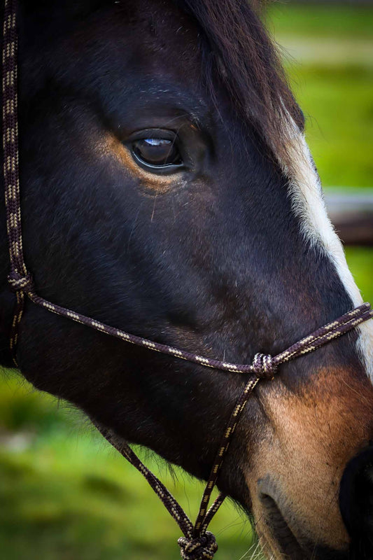 Ethological Headcollar, Brown/Beige - Brockamp