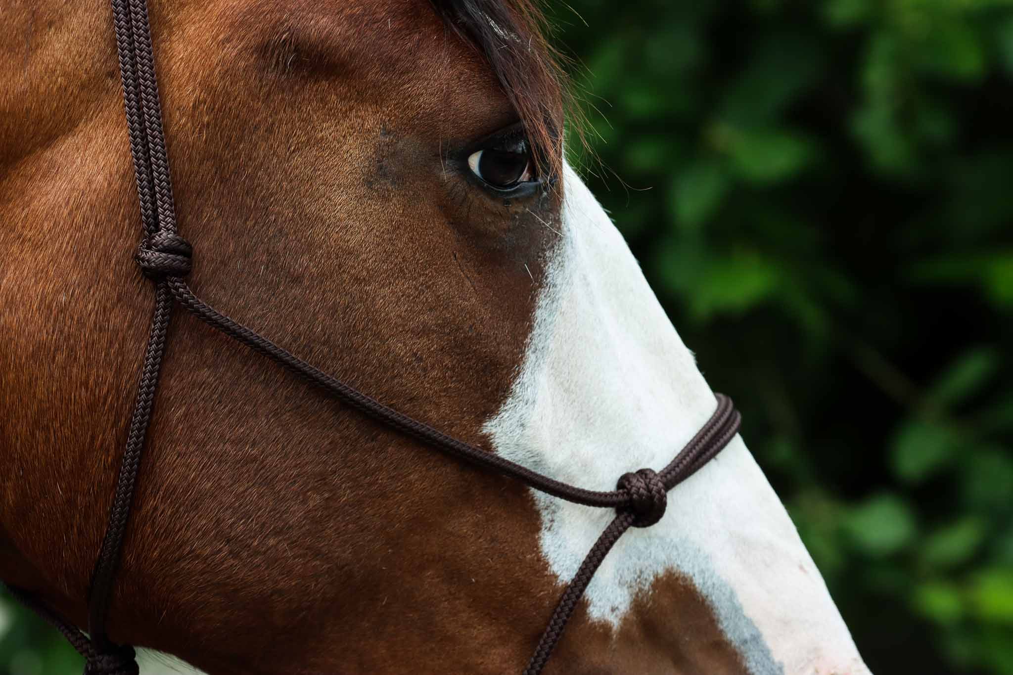 Licol Ethologique, Brun - Brockamp