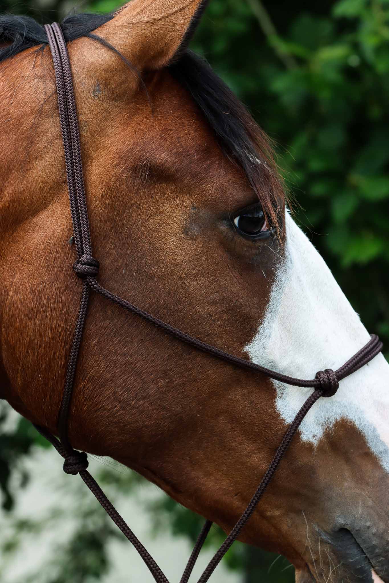 Licol Ethologique, Brun - Brockamp