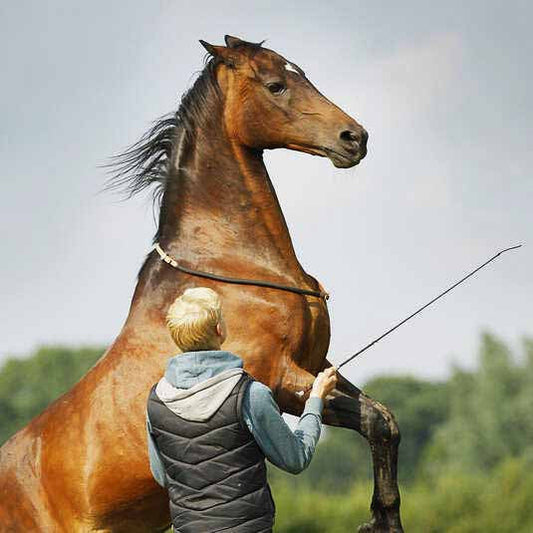 Cinty Cord - ENG Artikel zum Thema Reiten