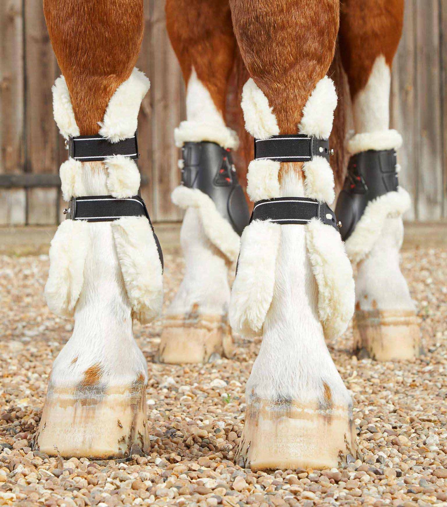 Guêtres Techno wool, noir - Premier equine