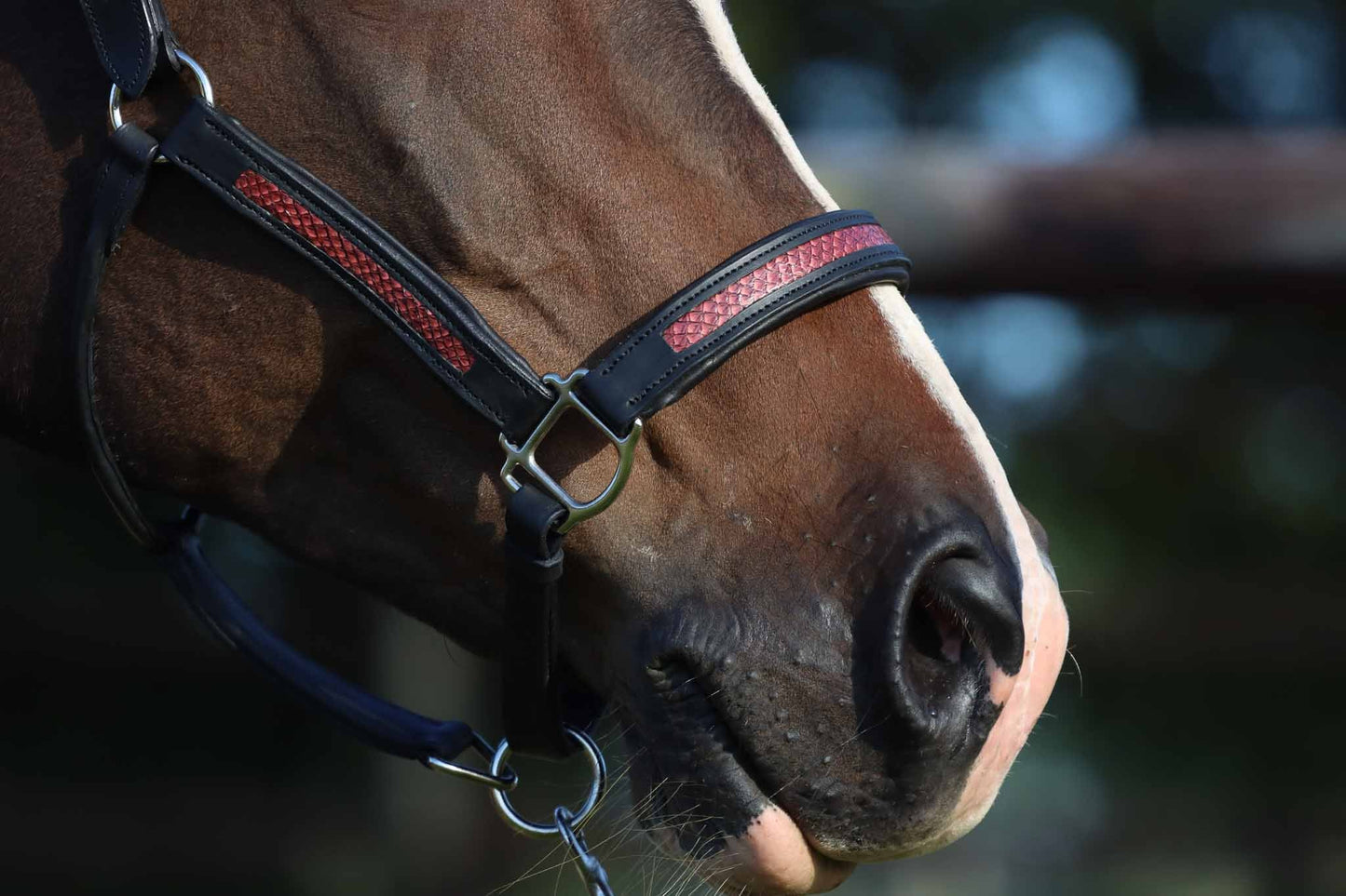 Licol cheval, Abnoba,  Noir et cuir de saumon Carmille
