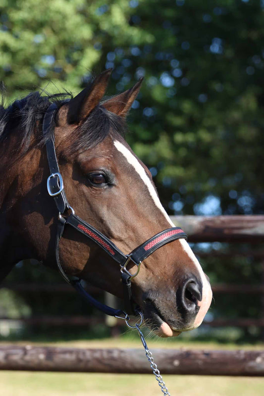 Licol cheval, Abnoba,  Noir et cuir de saumon Carmille