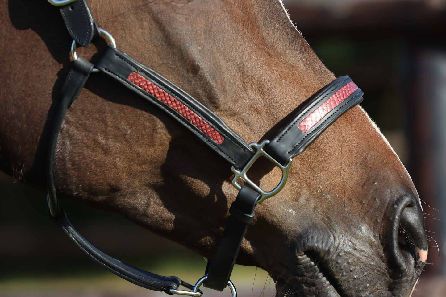 Licol cheval, Abnoba,  Noir et cuir de saumon Carmille