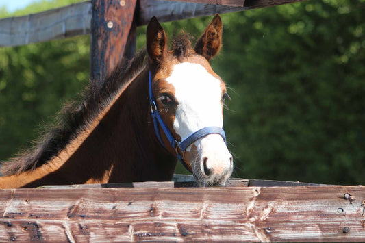 Foal halter - TDET