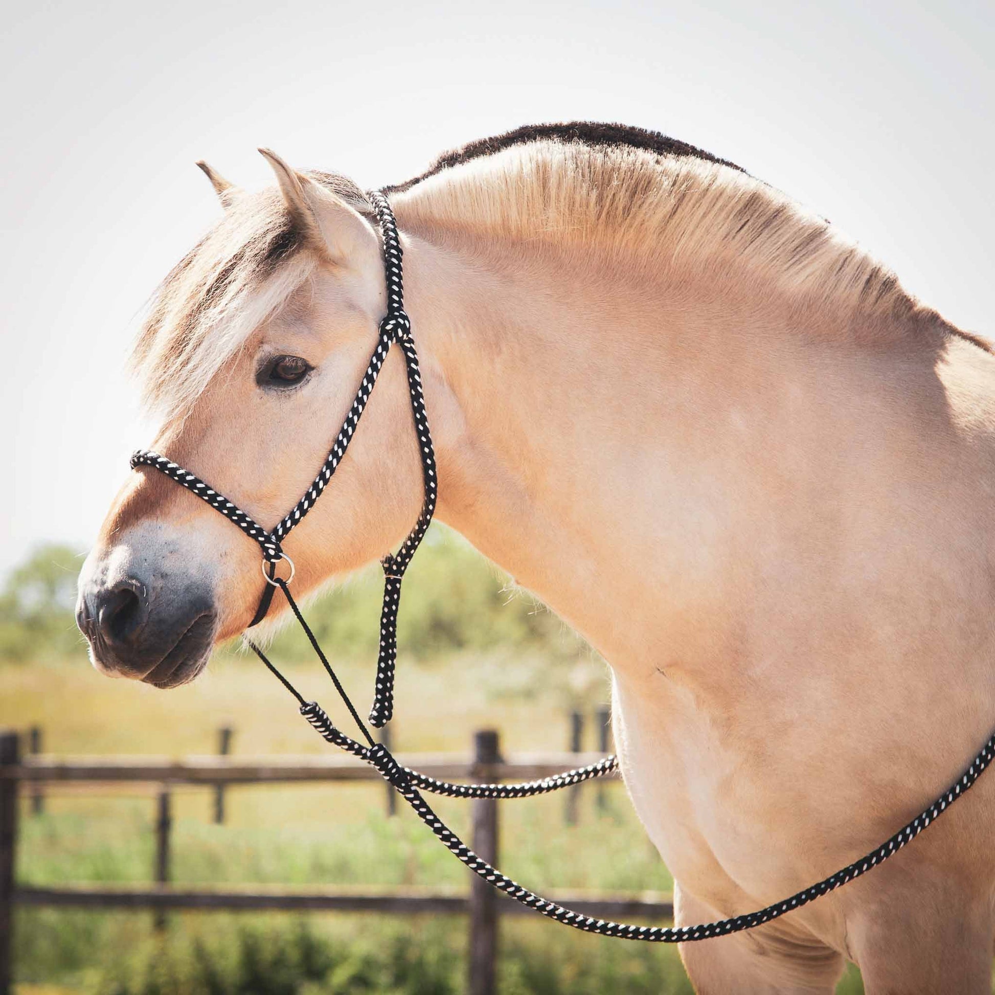 Licol avec frontal chasse mouches et longe Impérial Riding