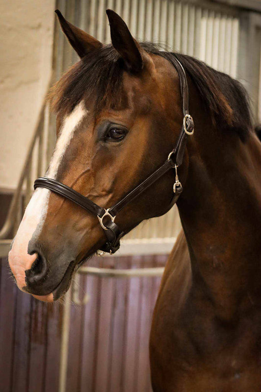 Halter ULM, Brown - Schockemöhle Sports