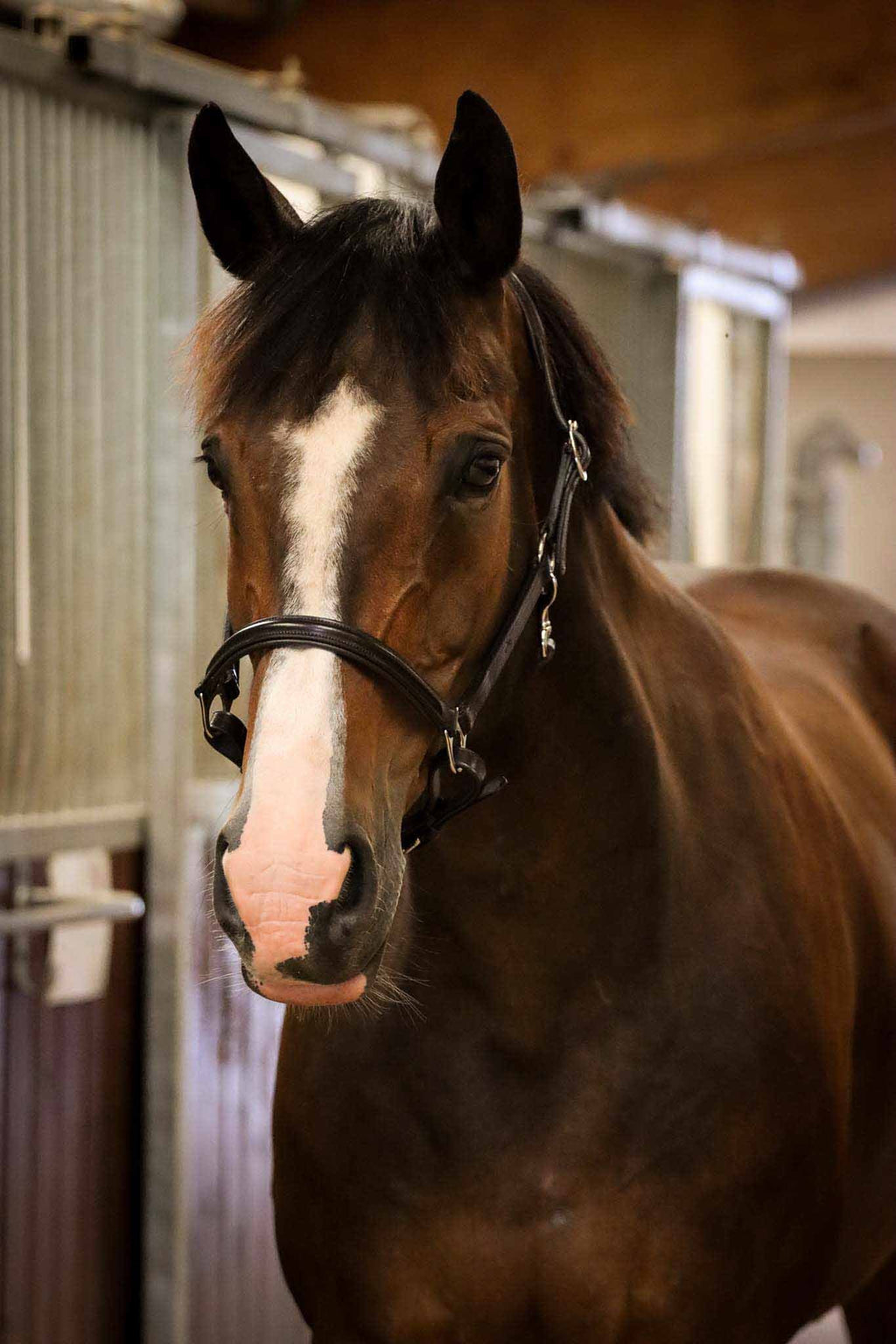 Licol ULM, Marron - Schockemöhle Sports