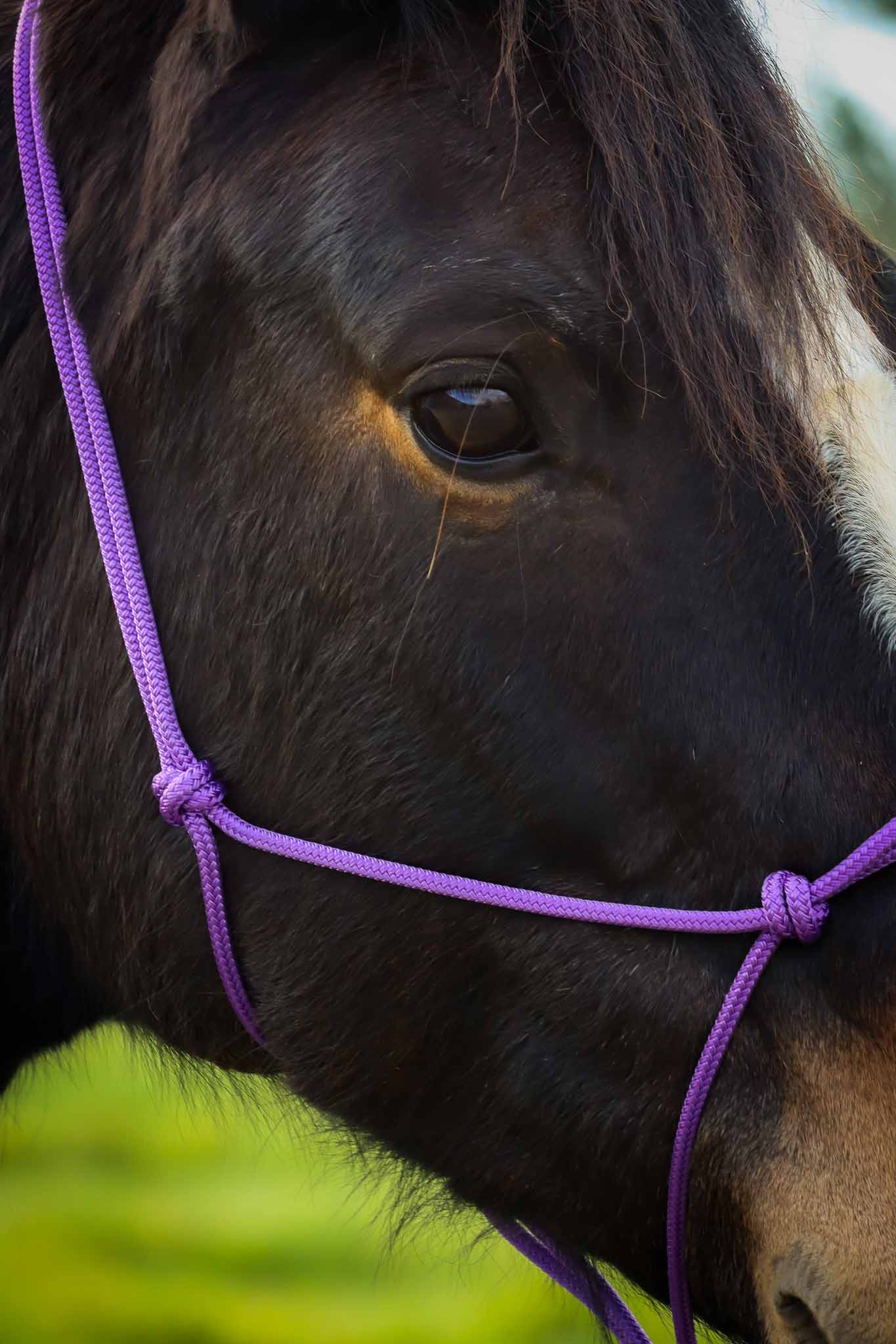 Licol Ethologique, Lila - Brockamp