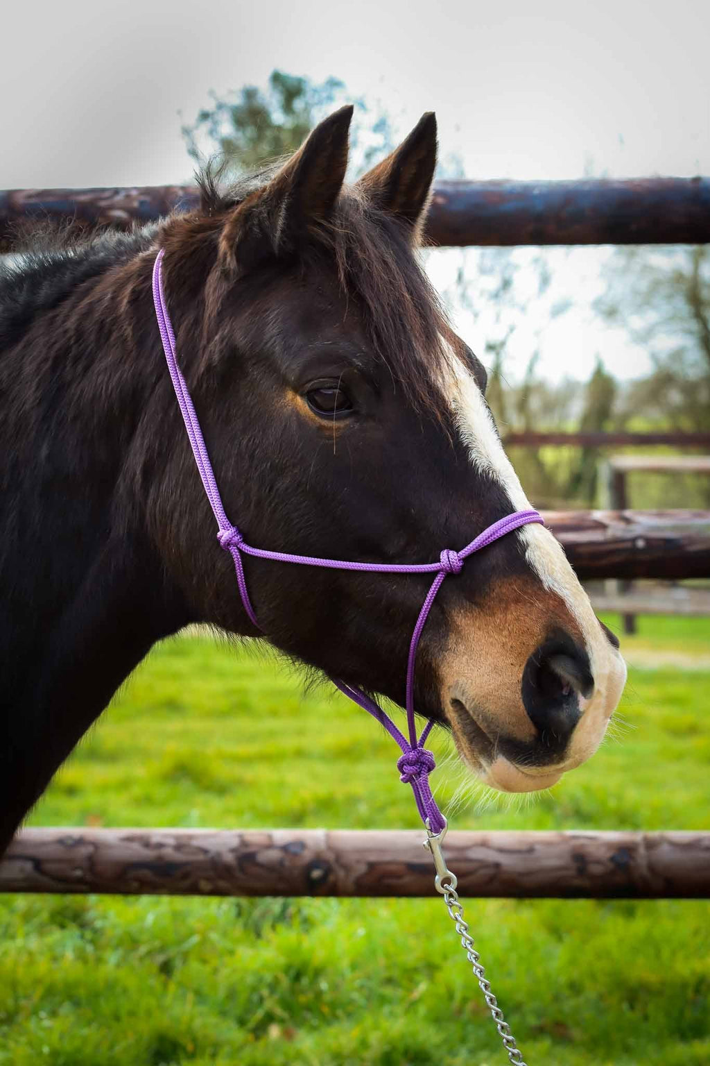 Licol Ethologique, Lila - Brockamp