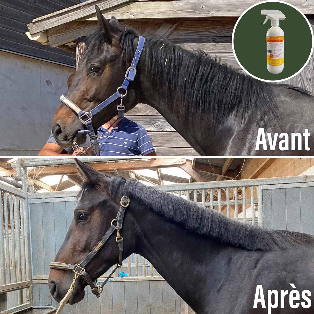 Natural'star - Natural’Innov