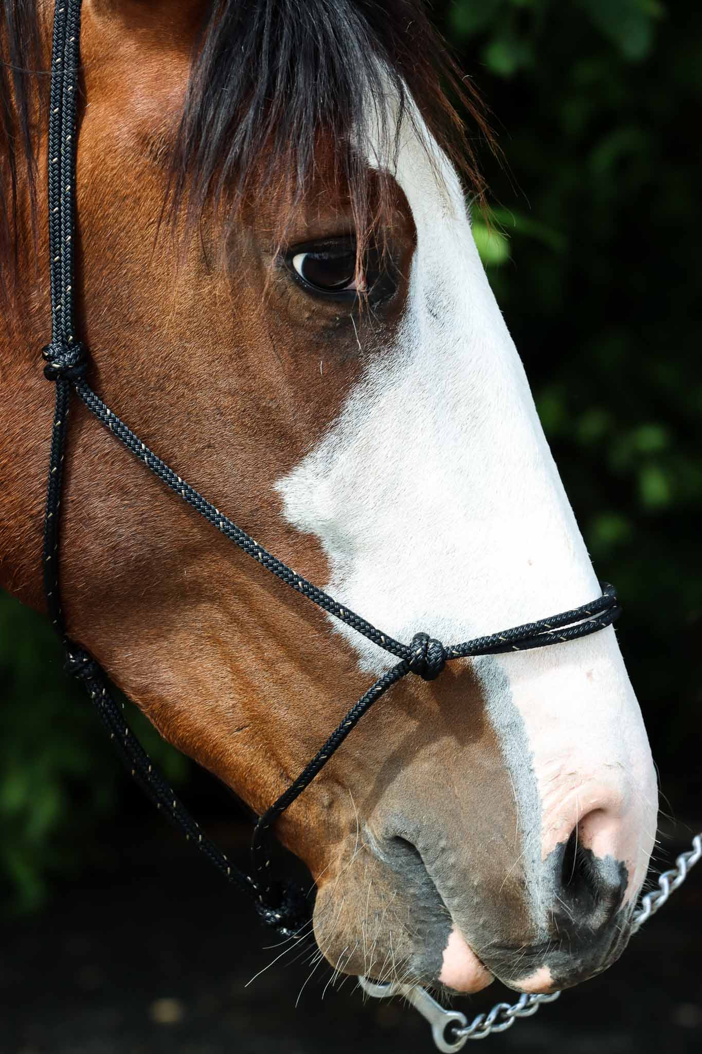 Licol Ethologique, Noir / Beige - Brockamp
