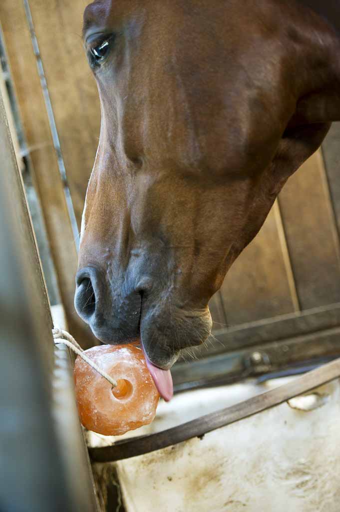 Pierre à sel, Himalaya 3kg - Hippotonic