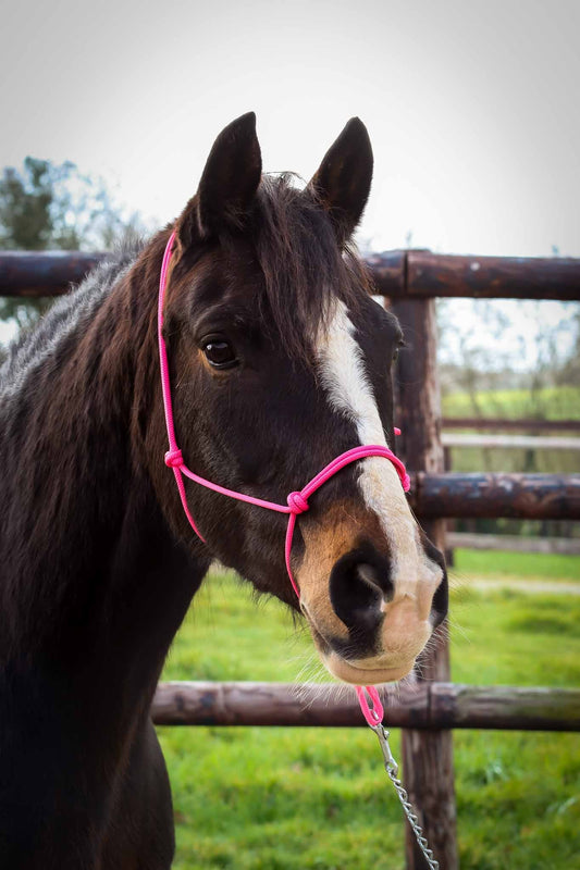 Ethological Halter, Pink - Brockamp