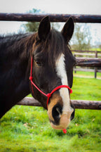 Licol Ethologique, Rouge - Brockamp