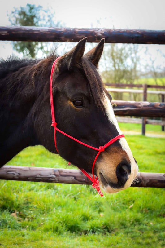 Ethological Halter, Red - Brockamp