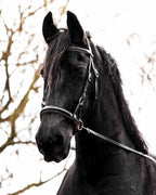 Sidepull Pardoes de luxe - F.R.A Freedom Riding Articles