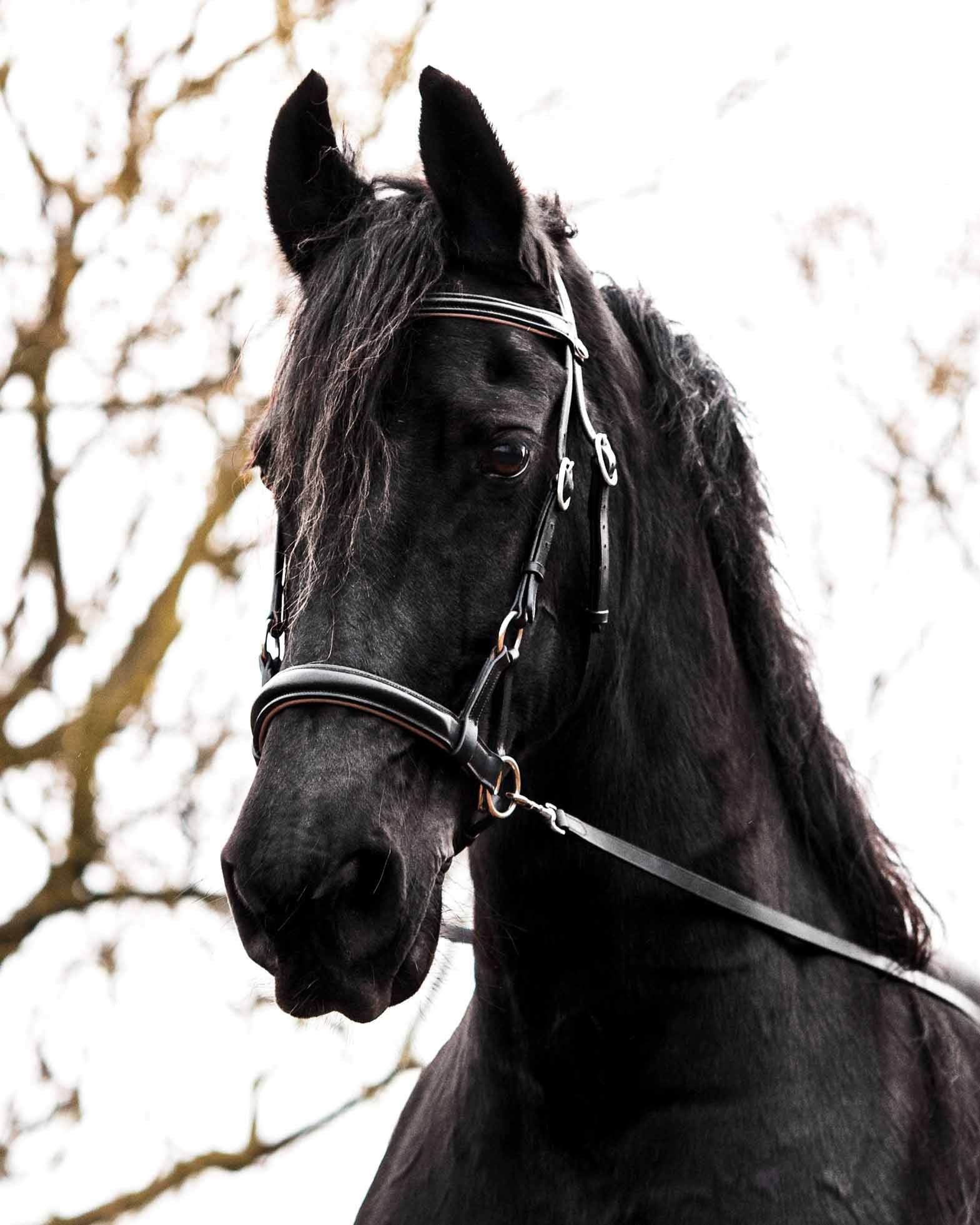 Sidepull Pardoes de luxe - F.R.A Freedom Riding Articles