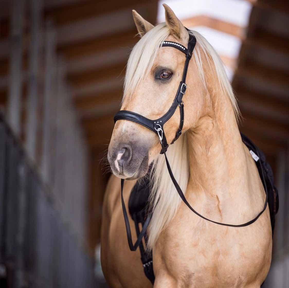 Sidepull Rebecca - F.R.A Freedom Riding Articles