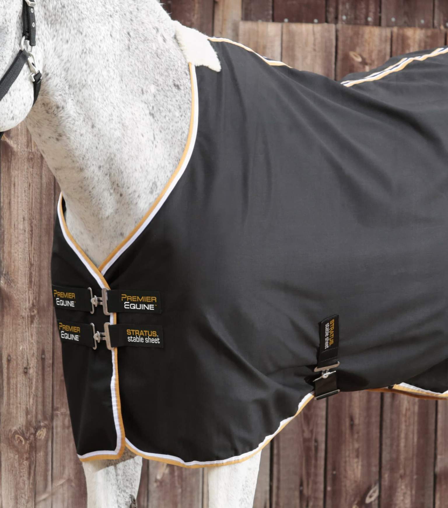Chemise coton Stratus - Premier Equine