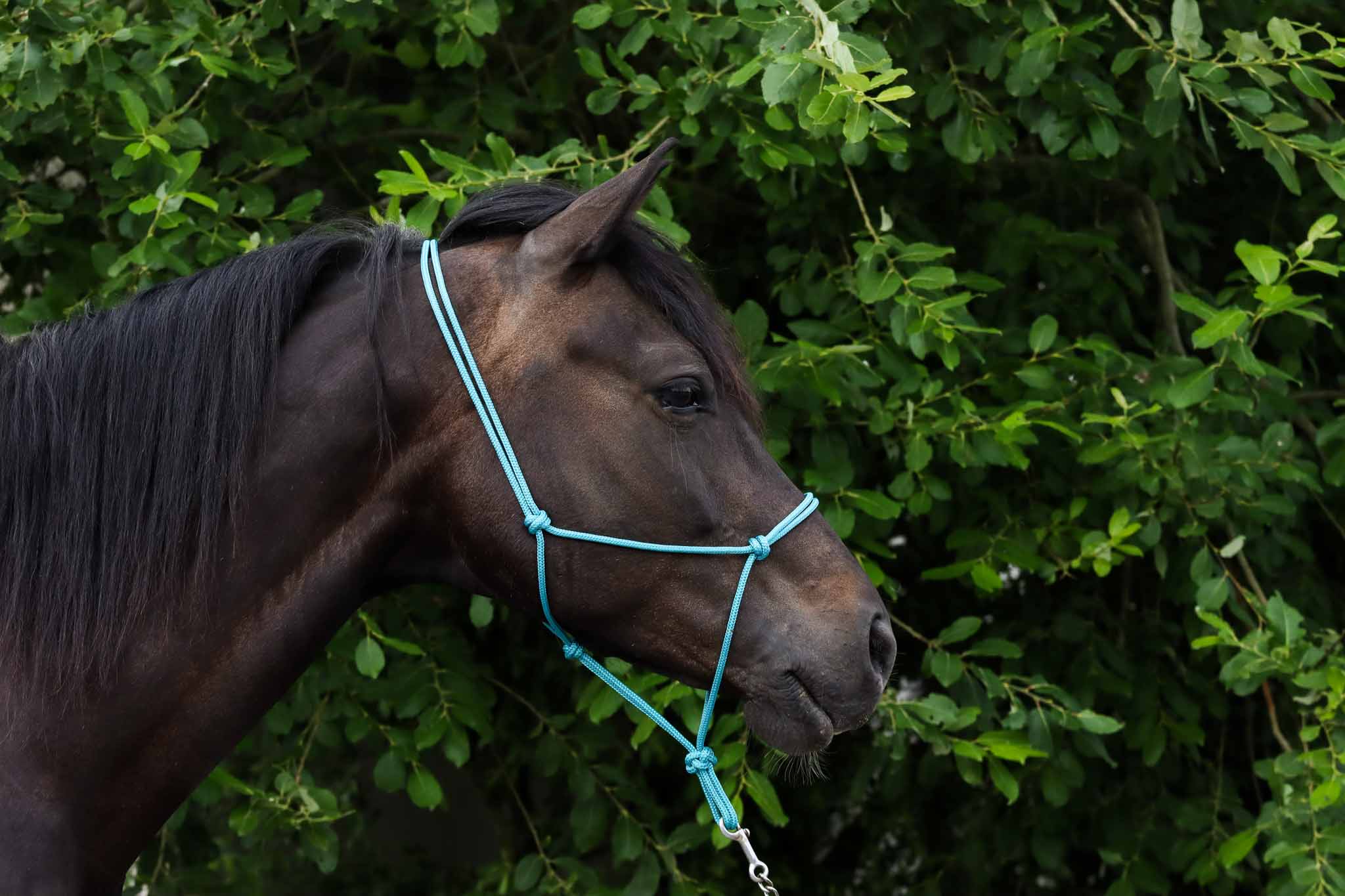 Licol Ethologique, Turquoise - Brockamp