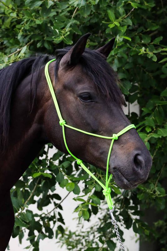 Ethological Headcollar, Pistachio - Brockamp