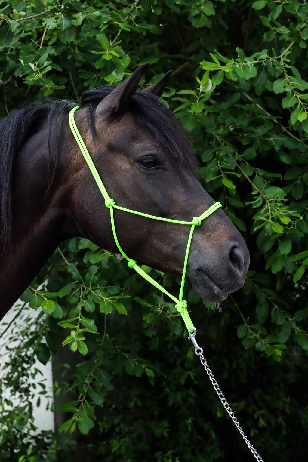 Licol Ethologique, Pistache - Brockamp