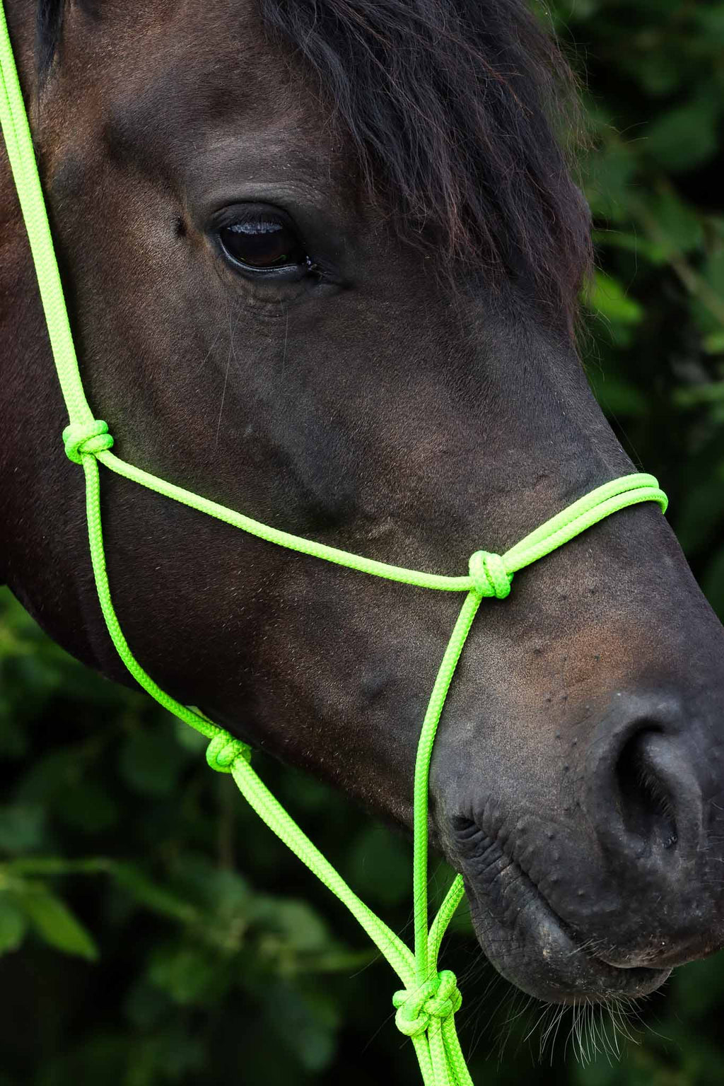 Licol Ethologique, Pistache - Brockamp