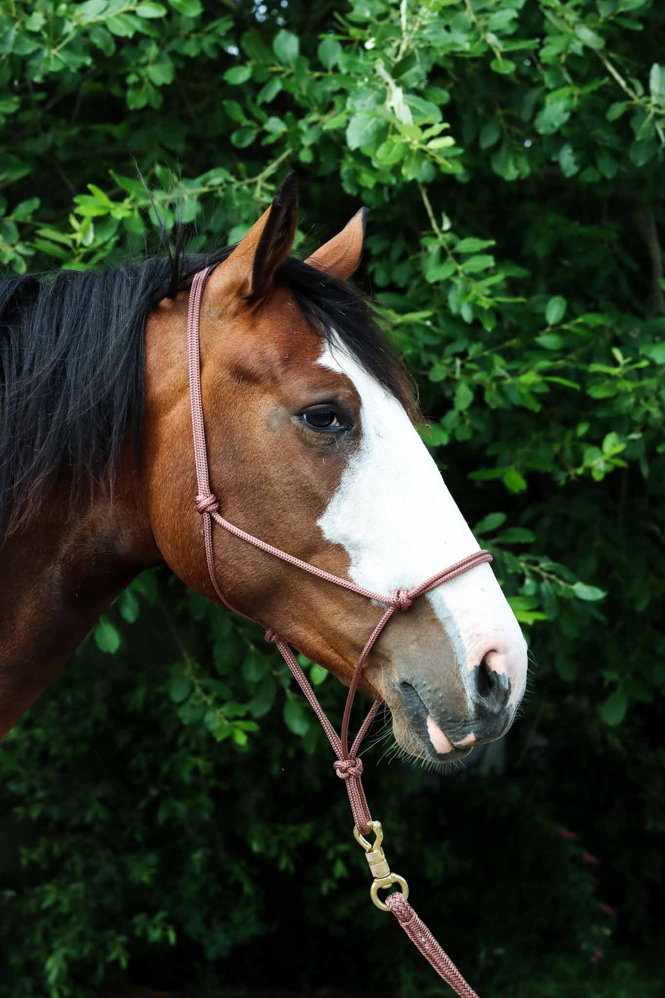 Licol Ethologique, Vieux Rose - Brockamp